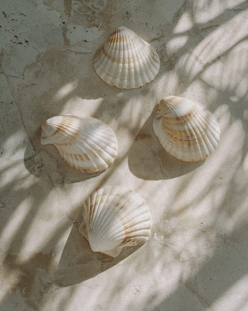 3 seashells laying on the floor in neutral light, shot from above in the style of analog photography with kodak film grain, minimalist. --ar 35:44 Job ID: 7213cb97-e8c7-40f9-8b4e-3e338ca6fe16